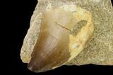 Fossil Mosasaur (Prognathodon) Tooth In Rock - Morocco #134192-1